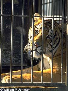Circus Tiger in Cage